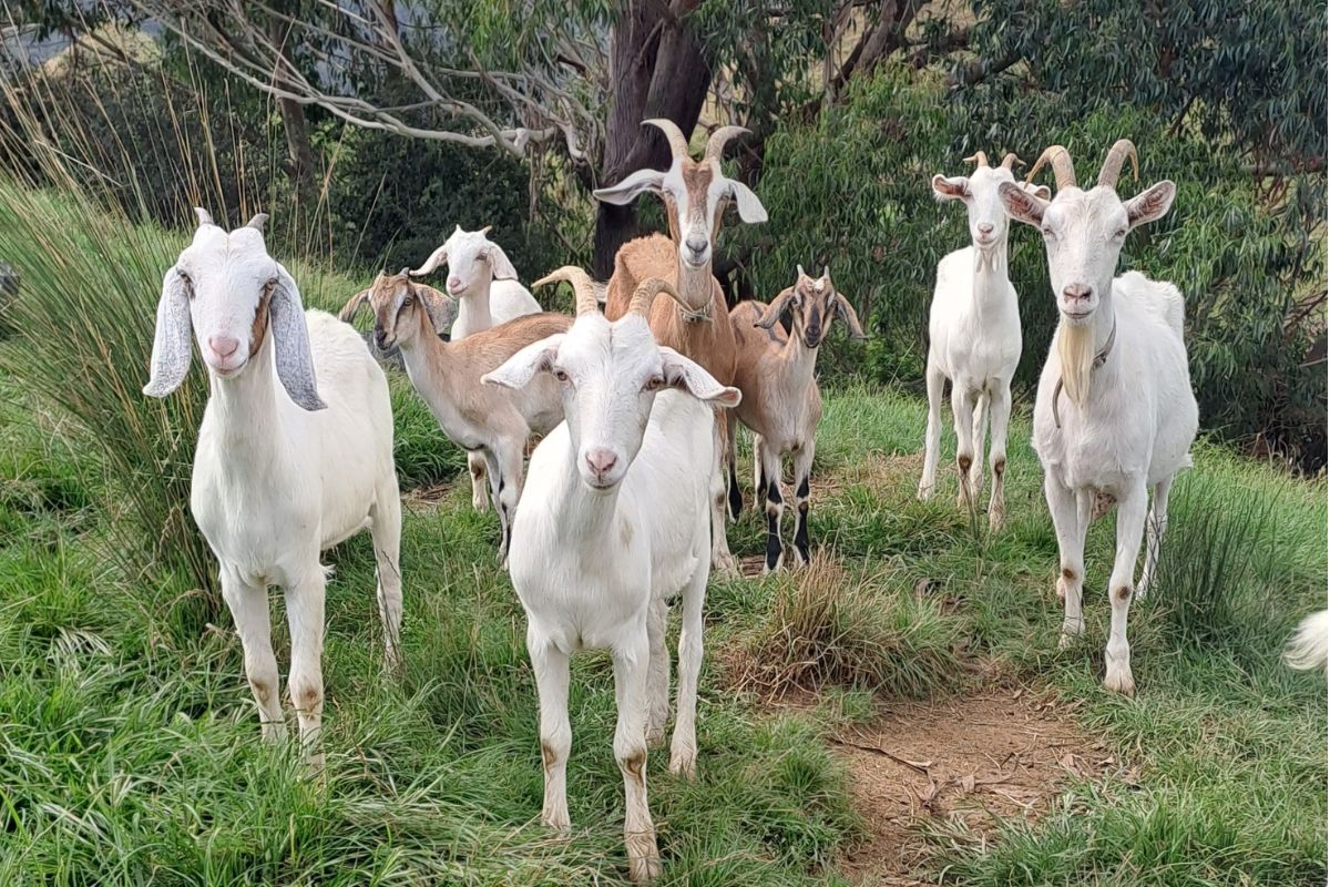 Tawariki goats grazing on our farm in Awakino, New Zealand.